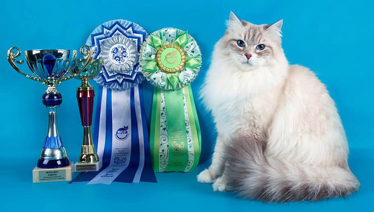 Невская маскарадная кошка Аделина рядом с выставочными наградами